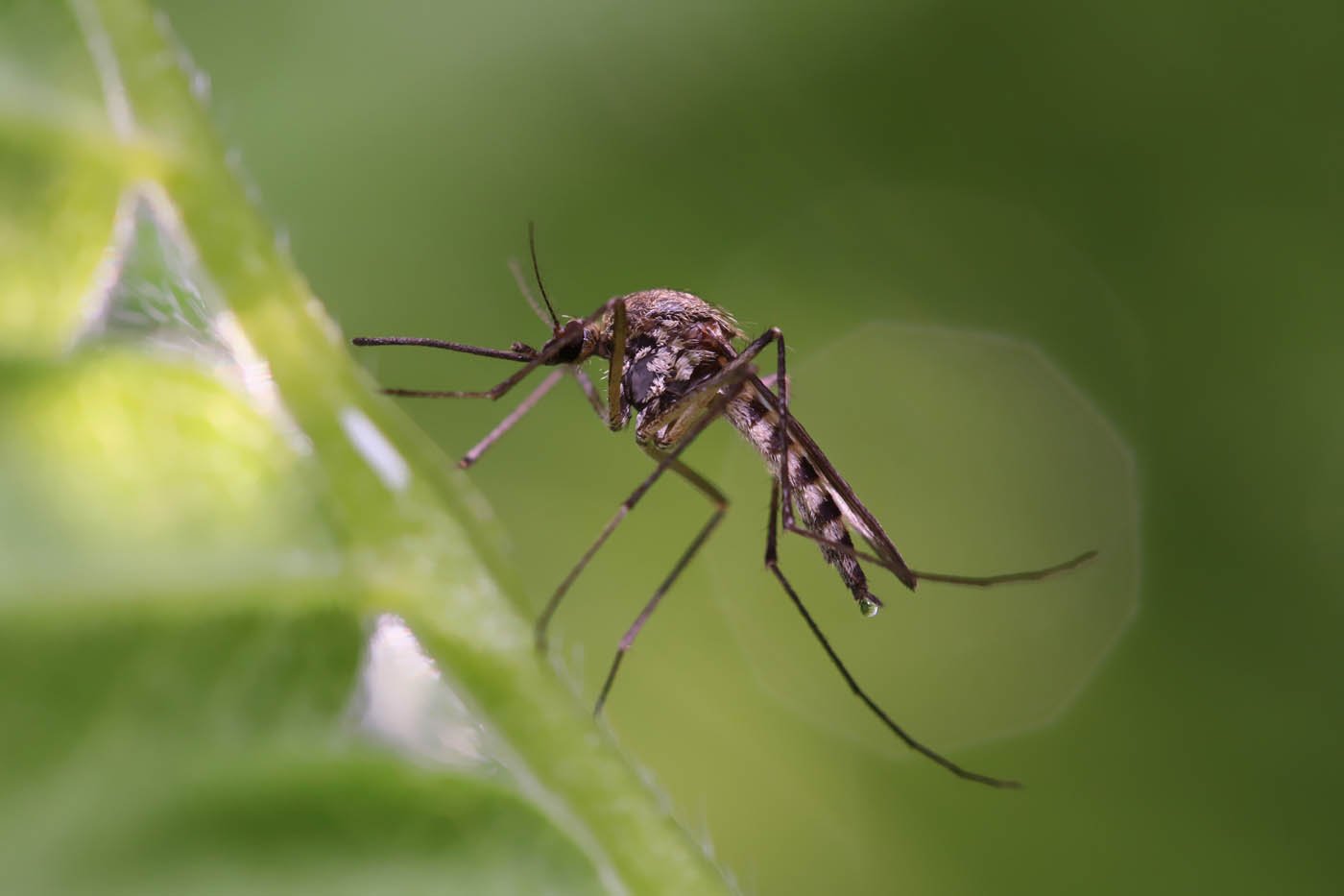 Mosquito Control