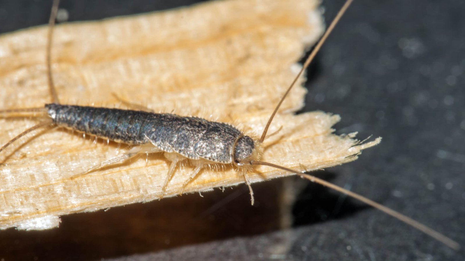 Silverfish Control