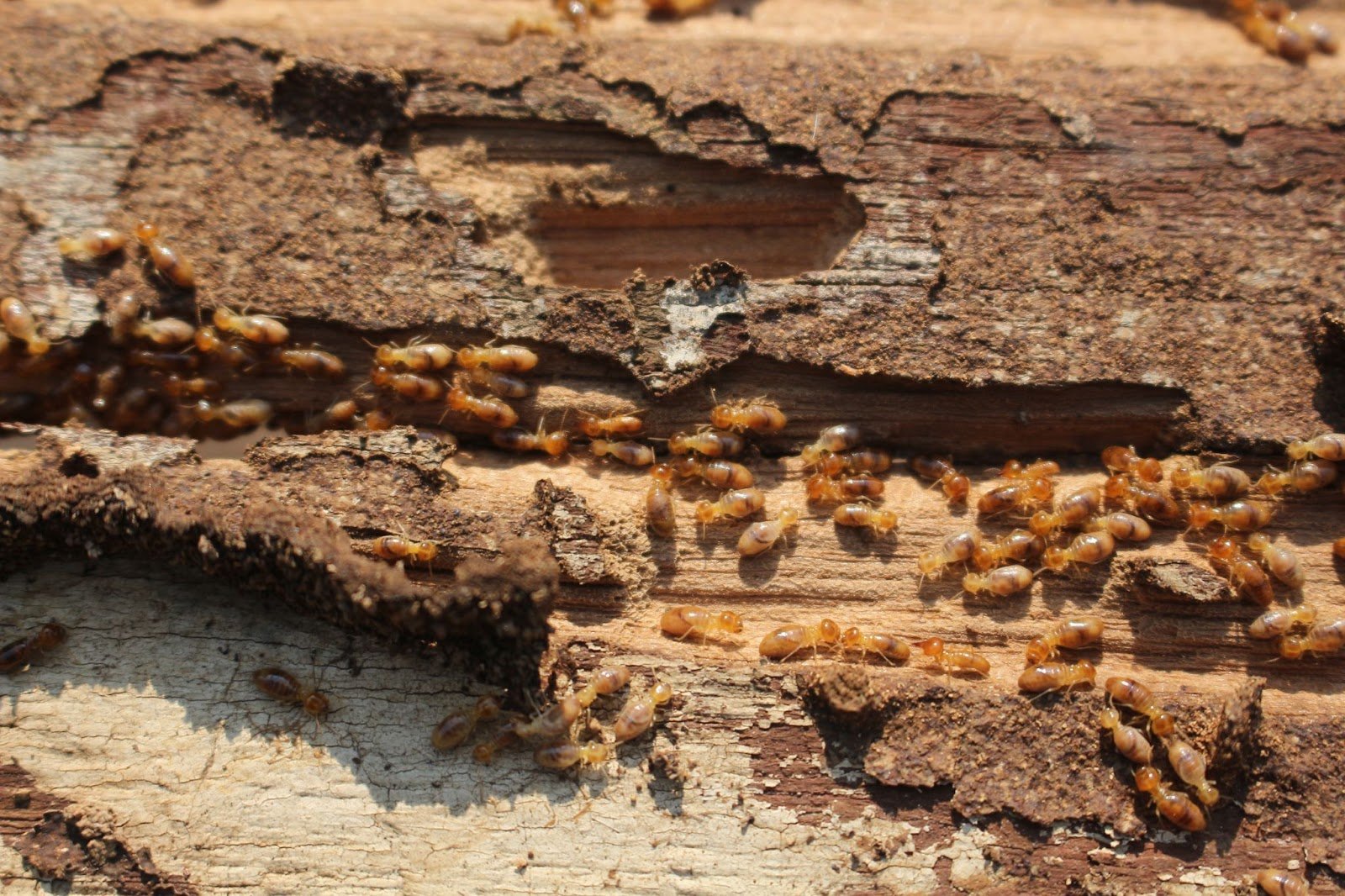 Pune Urban Pest Control
